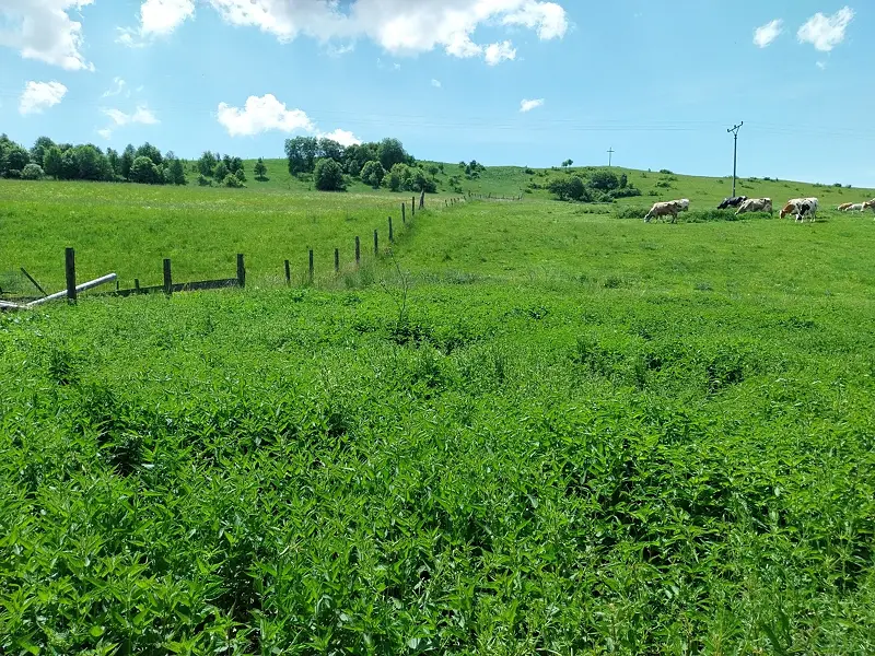 Predám pozemky vo vojňanoch – foto 5