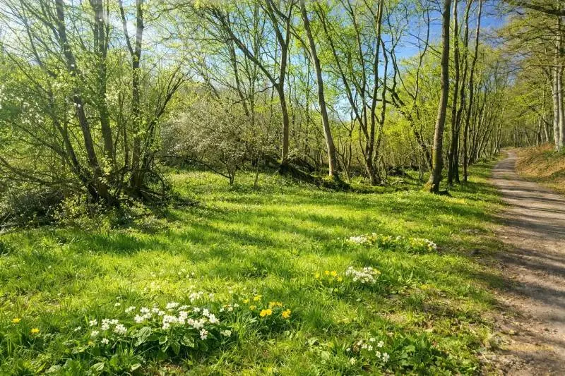 Rekreačný pozemok Priepasné – Košariská, 12 214 m² – foto 5