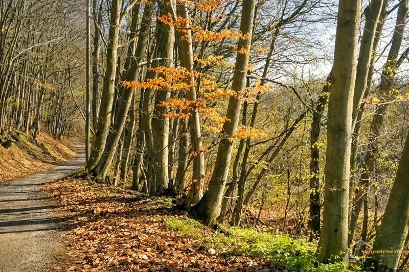 Rekreačný pozemok Priepasné – Košariská, 12 214 m² – foto 9
